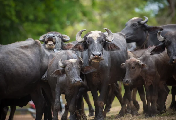 Big buffalos in the jungle — Stock Photo, Image