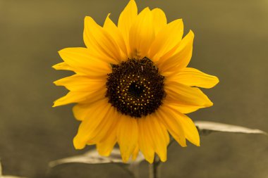 Güzel Sarı Ayçiçeği