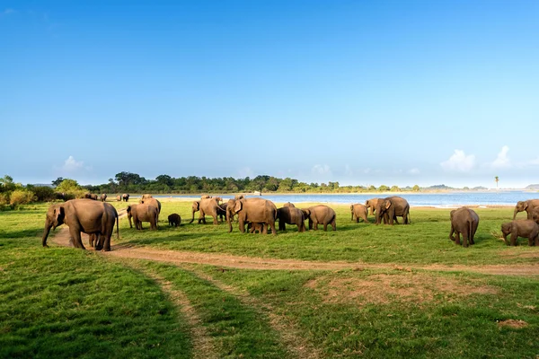 Elephant group by the lake — Stock Photo, Image