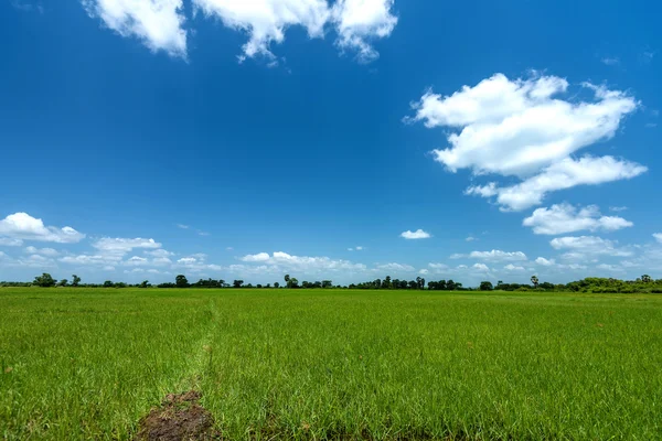 Campo di beautifu nella giornata di sole — Foto Stock