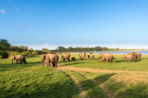 Grupo de elefantes junto al lago — Foto de Stock