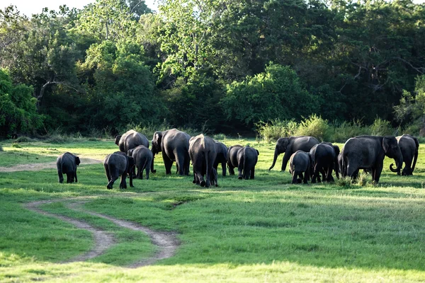 Elephants in Sri Lanka — Stock Photo, Image