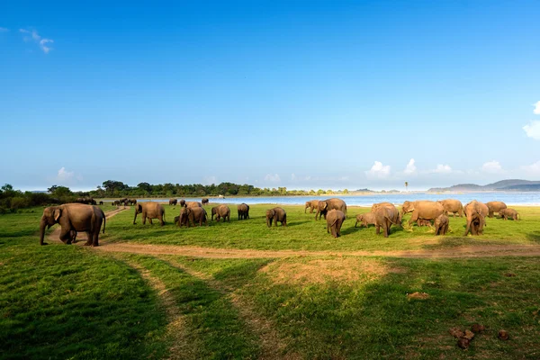 Groupe d'éléphants au bord du lac — Photo