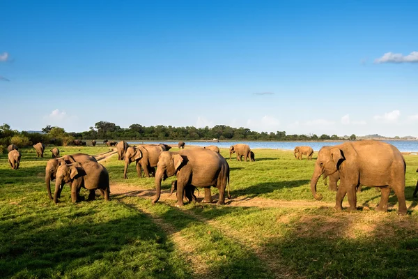 Група слонів біля озера — стокове фото