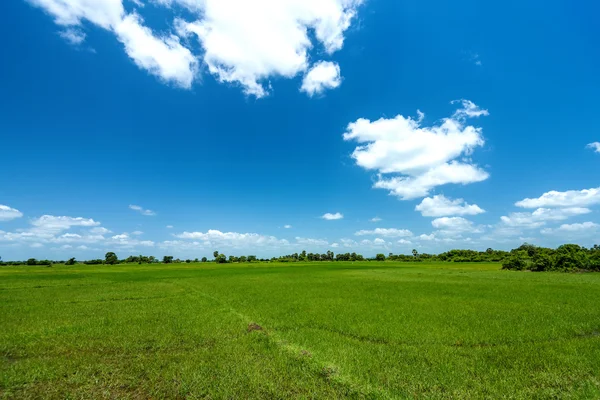 Campo di beautifu nella giornata di sole — Foto Stock