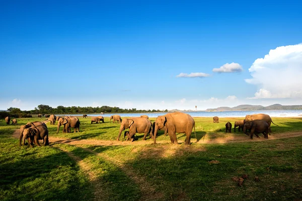 Groupe d'éléphants au bord du lac — Photo