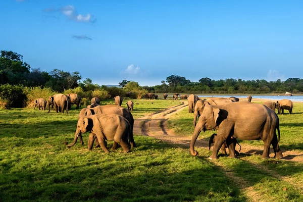 Elephant group by the lake — Stock Photo, Image