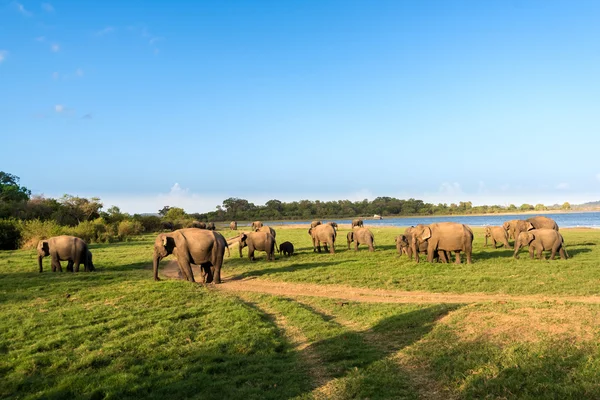 Группа слонов у озера — стоковое фото