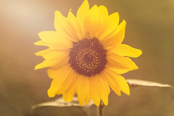 Girassol amarelo bonito — Fotografia de Stock