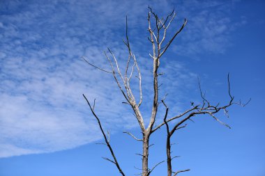 Yapayalnız kuru ağaç