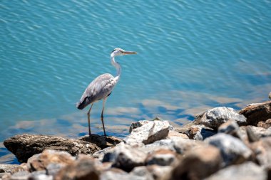 Heron gölün, Yala