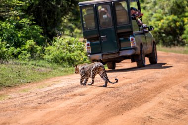 leopar ormanda, Sri Lanka