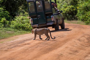 leopar ormanda, Sri Lanka