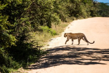 leopar ormanda, Sri Lanka