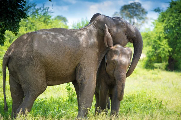 Wild Elephants in the jungle — Stock Photo, Image