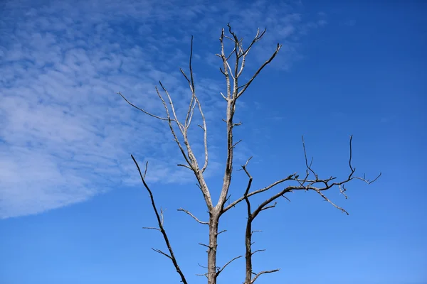 외로운 마른 나무 — 스톡 사진