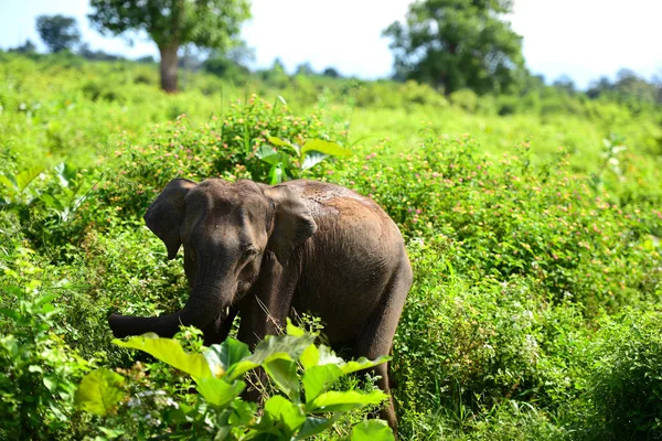 Elefante en Sri Lanka . —  Fotos de Stock