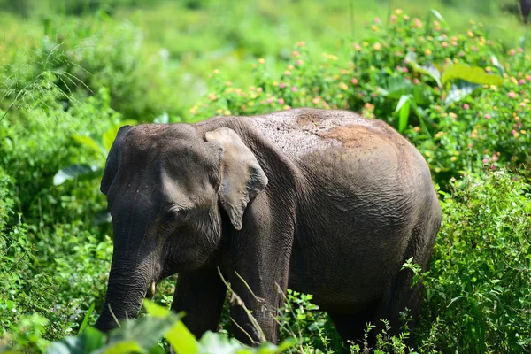 Elefant in sri lanka. — Stockfoto