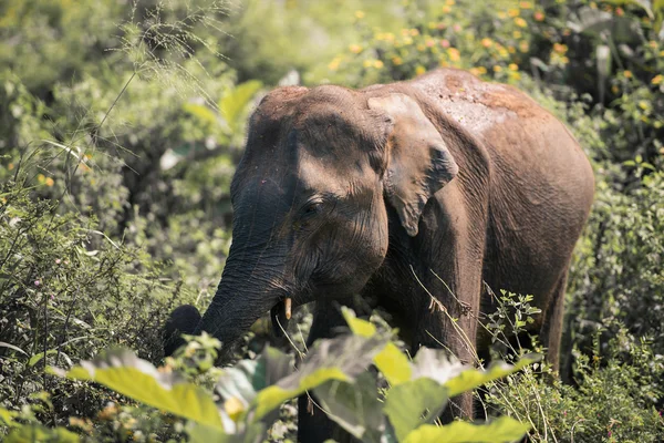 Elefant i sri lanka. — Stockfoto