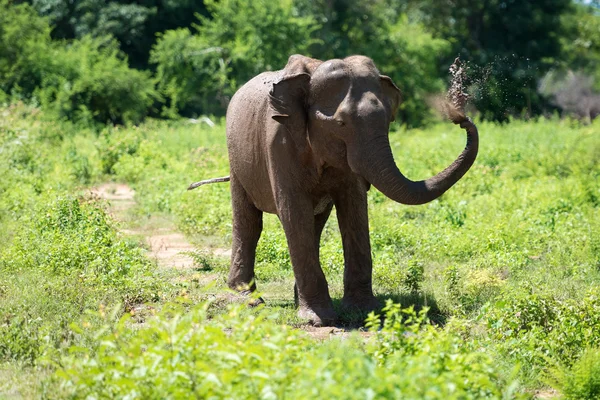 Elephant in Sri Lanka. — Stock Photo, Image