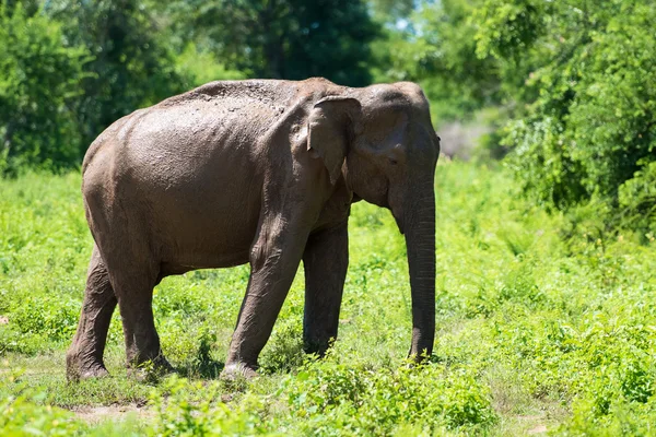 Elefant i sri lanka. — Stockfoto