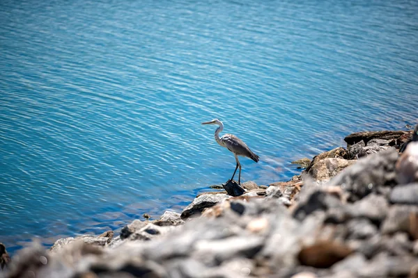 Heron by the lake, Yala — Stock Photo, Image
