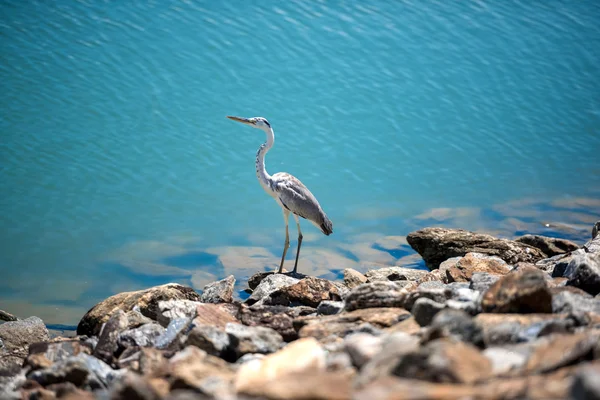 Heron by the lake, Yala — Stock Photo, Image