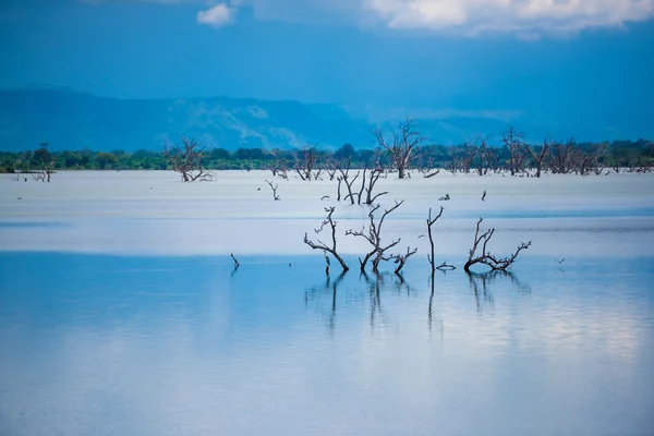 Sjö i Sri lanka — Stockfoto