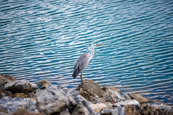 Heron by the lake, Yala — Stock Photo, Image