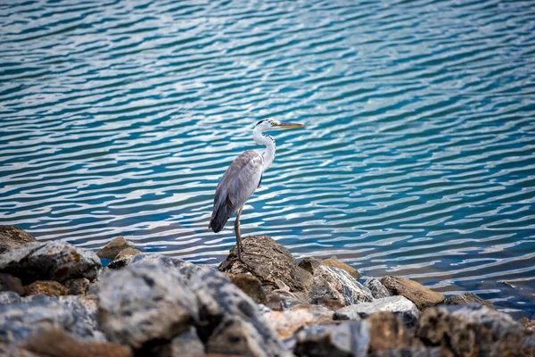 Heron by the lake, Yala — Stock Photo, Image