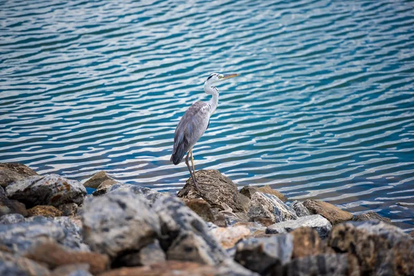 Heron by the lake, Yala — Stock Photo, Image