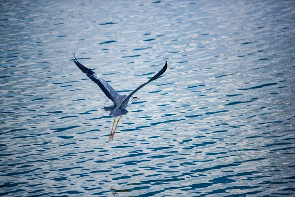 Pájaro junto al lago, Yala — Foto de Stock