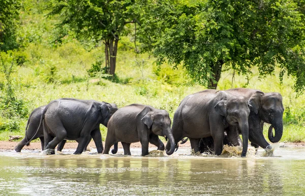 Éléphants sauvages dans l'eau — Photo