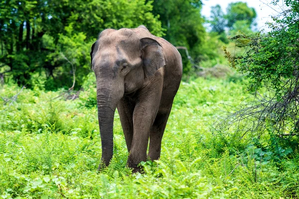 Elefant in sri lanka. — Stockfoto