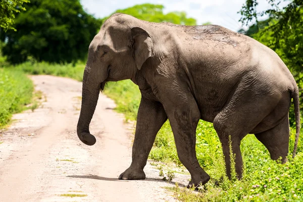 Elefant in sri lanka. — Stockfoto