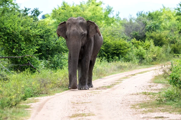 Elefant i sri lanka. — Stockfoto