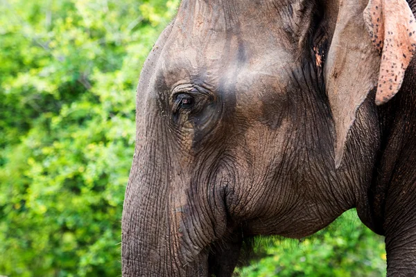 Elefant in sri lanka. — Stockfoto