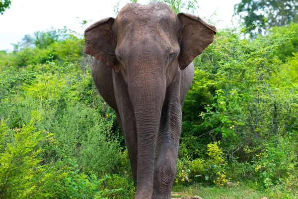 Elefant i sri lanka. — Stockfoto