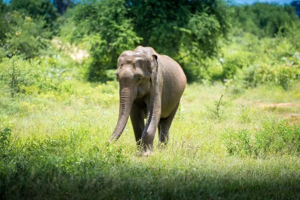 Elefant in sri lanka. — Stockfoto