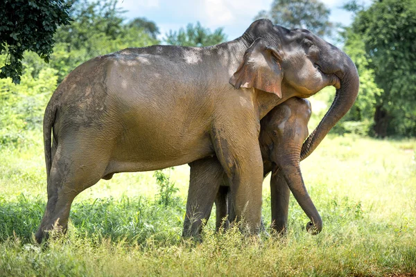 Vilda elefanter i djungeln — Stockfoto