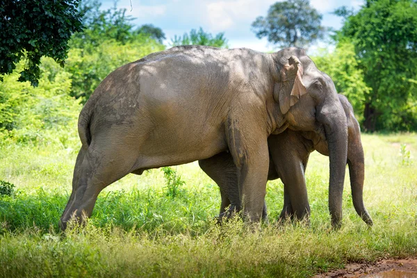 Wilde Elefanten im Dschungel — Stockfoto