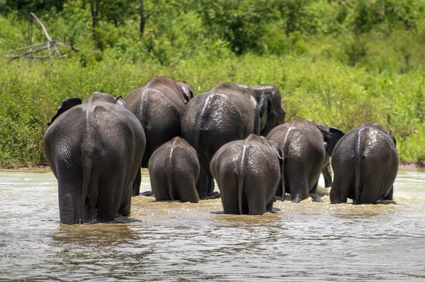 Wild Elephants  in water — Stock Photo, Image