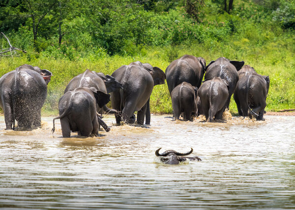 Wild Elephants  in water