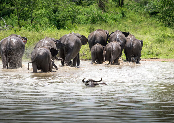 Wild Elephants  in water