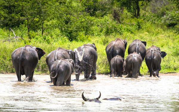 Wild Elephants  in water