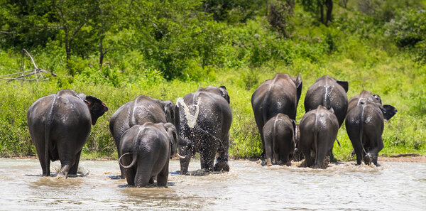 Wild Elephants  in water