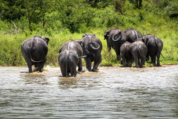 Wild Elephants  in water — Stock Photo, Image