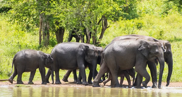 Elefantes selvagens na água — Fotografia de Stock