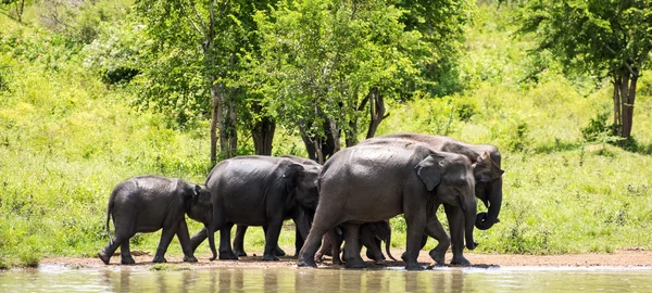 Elefantes salvajes en el agua — Foto de Stock