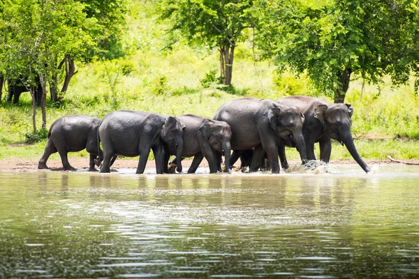 Elefantes salvajes en el agua — Foto de Stock